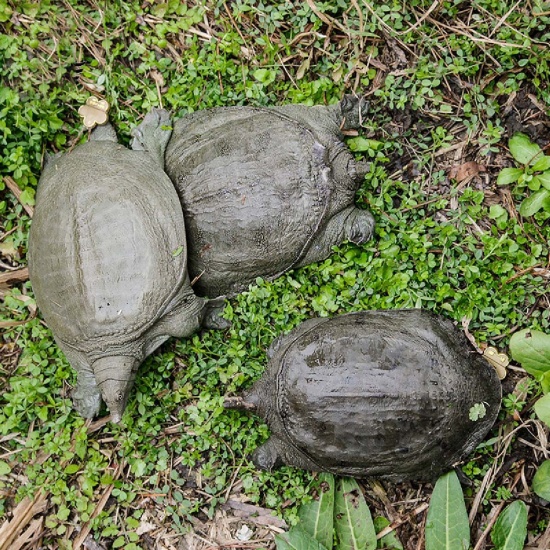 Ba ba thiên nhiên sống vừa đánh bắt
